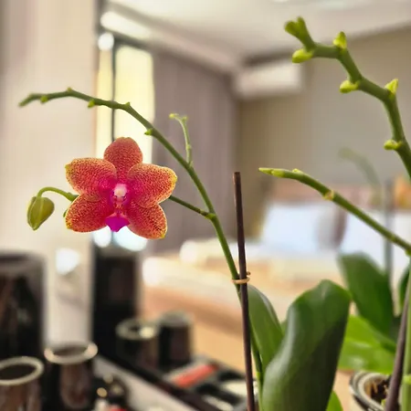 Ξενοδοχείο Augusto